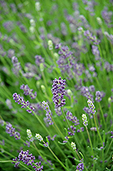 Essence Purple Lavender (Lavandula angustifolia 'Essence Purple') at Stonegate Gardens