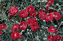 Pomegranate Kiss Pinks (Dianthus 'Pomegranate Kiss') at A Very Successful Garden Center