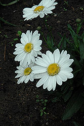 Highland White Dream Shasta Daisy (Leucanthemum x superbum 'Highland White Dream') at Lakeshore Garden Centres