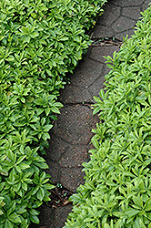 Green Carpet Japanese Spurge (Pachysandra terminalis 'Green Carpet') at Stonegate Gardens