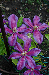 Mrs. N. Thompson Clematis (Clematis 'Mrs. N. Thompson') at Stonegate Gardens