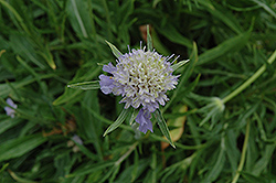 Perfecta Blue Pincushion Flower (Scabiosa caucasica 'Perfecta Blue') at A Very Successful Garden Center