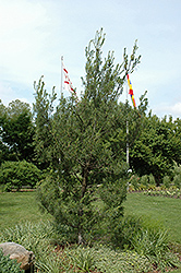 Twisted White Pine (Pinus strobus 'Contorta') at Stonegate Gardens