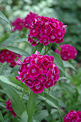 Purple Sweet William (Dianthus barbatus 'Purple') at A Very Successful Garden Center