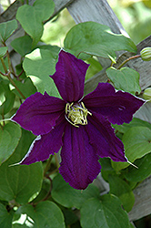Rhapsody Clematis (Clematis 'Rhapsody') at Stonegate Gardens