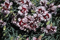 Coconut Punch Pinks (Dianthus 'Coconut Punch') at Stonegate Gardens