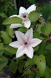 The Countess Of Wessex Clematis (Clematis 'Evipo073') at Stonegate Gardens