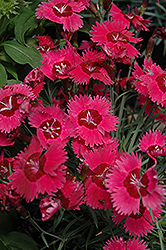 Ruby Sparkles Pinks (Dianthus 'Ruby Sparkles') at Stonegate Gardens