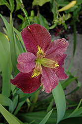 Scamp Iris (Iris 'Scamp') at Stonegate Gardens