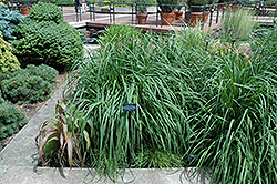 Windspiel Purple Moor Grass (Molinia caerulea 'Windspiel') at Stonegate Gardens