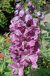 Sweethearts Larkspur (Delphinium 'Sweethearts') at A Very Successful Garden Center