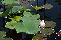 Russian Red Lotus (Nelumbo 'Russian Red') at Stonegate Gardens