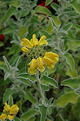 Jerusalem Sage (Phlomis fruticosa) at Stonegate Gardens