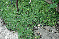 Minor Miniature Thyme (Thymus praecox 'Minor') at Stonegate Gardens