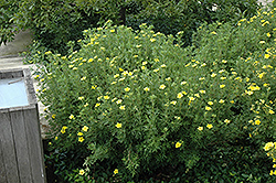 Fredheim Potentilla (Potentilla fruticosa 'Fredheim') at Stonegate Gardens