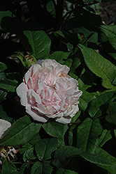 Damask Rose (Rosa x damascena) at A Very Successful Garden Center