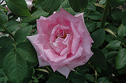 Georg Arends Rose (Rosa 'Georg Arends') at Stonegate Gardens