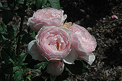 Earth Angel Parfuma Rose (Rosa 'KORgeowim') at Stonegate Gardens