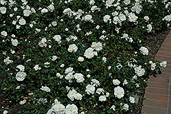White Meidiland Rose (Rosa 'Meicoublan') at Stonegate Gardens