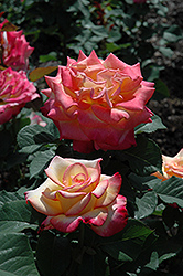 Dream Come True Rose (Rosa 'Dream Come True') at Stonegate Gardens