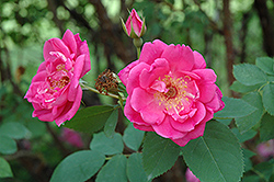 Queen's Knight Rose (Rosa 'Queen's Knight') at Stonegate Gardens