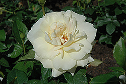 Prairie Harvest Rose (Rosa 'Prairie Harvest') at Stonegate Gardens