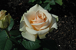 Marilyn Monroe Rose (Rosa 'Marilyn Monroe') at Stonegate Gardens