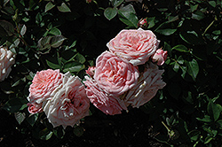 Cupcake Rose (Rosa 'SPIcup') at Lakeshore Garden Centres