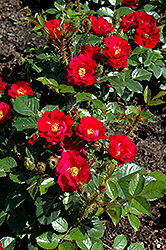 Scarlet Moss Rose (Rosa 'Scarlet Moss') at Stonegate Gardens