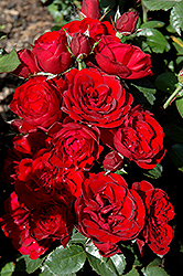 Lavaglut Rose (Rosa 'KORlech') at Stonegate Gardens