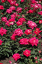 Love Rose (Rosa 'Love') at Stonegate Gardens