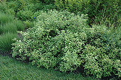 Green Carpet Gray Dogwood (Cornus racemosa 'Green Carpet') at Stonegate Gardens