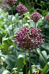 Firmament Allium (Allium 'Firmament') at Stonegate Gardens