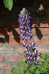 Gallery Blue Shades Lupine (Lupinus 'Gallery Blue Shades') at Stonegate Gardens