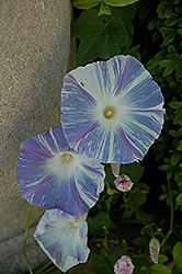 Flying Saucers Morning Glory (Ipomoea tricolor 'Flying Saucers') at Stonegate Gardens
