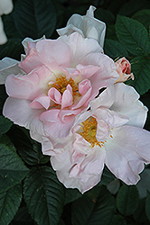 Ilse Krohn Superior Rose (Rosa 'Ilse Krohn Superior') at Stonegate Gardens