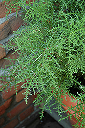 Pine Geranium (Pelargonium denticulatum) at Stonegate Gardens