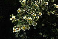 Vilmoriniana Potentilla (Potentilla fruticosa 'Vilmoriniana') at Stonegate Gardens