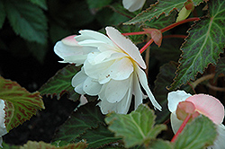Breezy White Begonia (Begonia 'Breezy White') at Stonegate Gardens