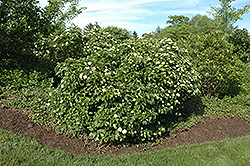 Raspberry Tart Viburnum (Viburnum dentatum 'Rastzam') at Stonegate Gardens