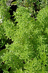 Dwarf Fineleaf Basil (Ocimum basilicum 'Dwarf Fineleaf') at Stonegate Gardens