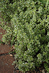 Aureus Lemon Thyme (Thymus x citriodorus 'Aureus') at Stonegate Gardens