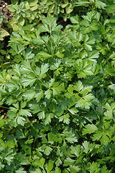 Giant Of Italy Parsley (Petroselinum crispum 'Giant Of Italy') at Stonegate Gardens