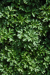 Titan Parsley (Petroselinum crispum 'Titan') at Stonegate Gardens