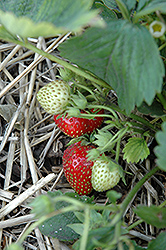 Quinault Strawberry (Fragaria 'Quinault') at Stonegate Gardens