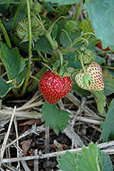 Eros Strawberry (Fragaria 'Eros') at Stonegate Gardens