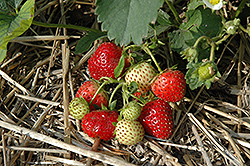 Everbearing Strawberry (Fragaria 'Everbearing') at Lakeshore Garden Centres