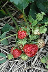 Loran Strawberry (Fragaria 'Loran') at Stonegate Gardens