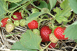 Red Chief Strawberry (Fragaria 'Red Chief') at Stonegate Gardens