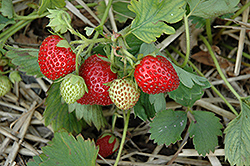June-Bearing Strawberry (Fragaria 'June-Bearing') at Stonegate Gardens